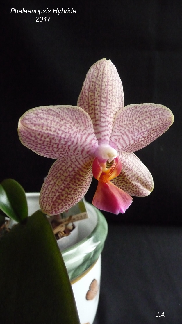 Phalaenopsis Hybride 170325073122670274
